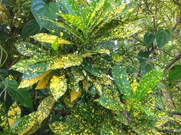 노란색과 나뭇잎 Codiaeum Variegatum — 스톡 사진
