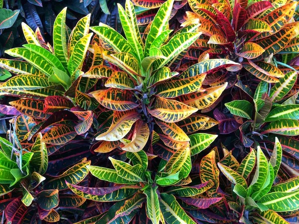 Barevné Listy Rostliny Croton Codiaeum Různobarvá Tropické Zahrady — Stock fotografie