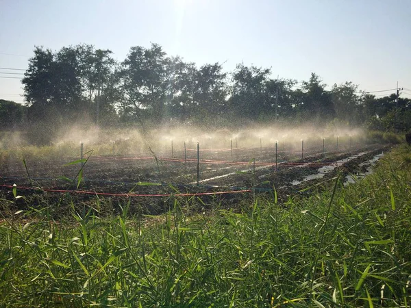 Sprinkler head watering in the garden