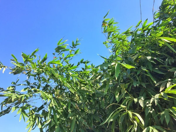 Mavi gökyüzü ve yeşil yaprakları arka plan