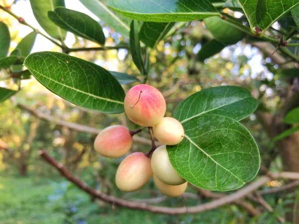 Bengal Currant Carissa Carandas Fruits Leaves Healthy — Stock Photo, Image