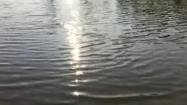 Χρυσός Ήλιος Φύση Διαδρομή Στις Όχθες Του Ποταμού — Αρχείο Βίντεο