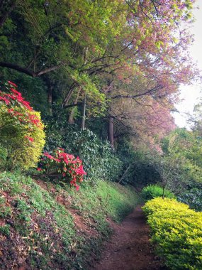 Doğa dağ, Ban Khun Chang Khian Chiangmai eyaleti Kuzey Tayland, Himalaya Cherry Blossom güzel üzerinde yürümek.
