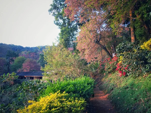 ヒマラヤ桜美しいタイ北部チェンマイ県でクン チャーン タラン山自然の家します — ストック写真