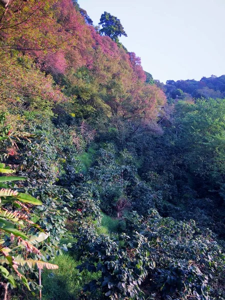 コーヒーの木と木のヒマラヤ桜美しい山 北タイのチェンマイ県でタラン チャン — ストック写真