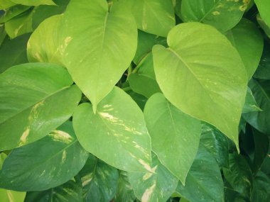 Güzel yeşil yaprakların doğası