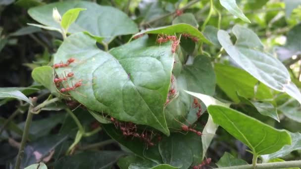 Nid de fourmis dans les feuilles vertes .