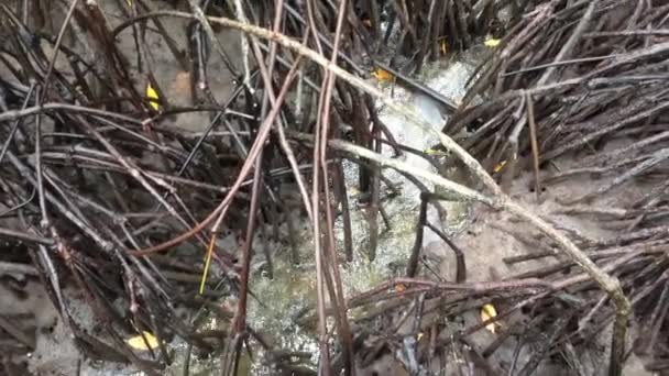 Meder Mangrove Krab Een Krab Die Leeft Mangrove Bossen Van — Stockvideo