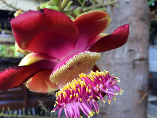 Cannon Bullet Cannon Ball Tree Flowers Originate South America — 스톡 사진