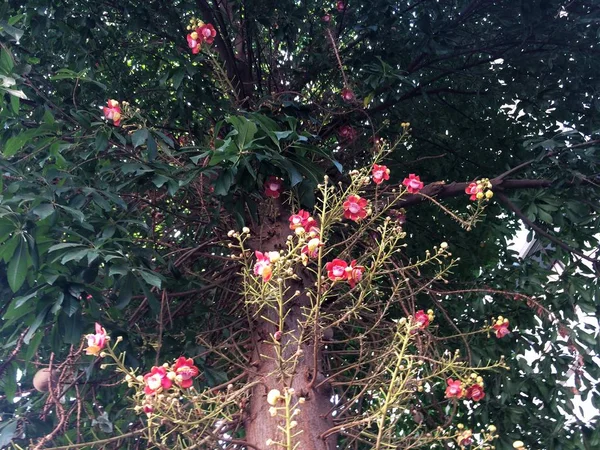 Cannon Bullet or Cannon Ball Tree, flowers originate in South America