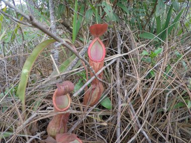 Ormanda vahşi tropikal sürahi bitkileri (Nepenthes bicalcarata)