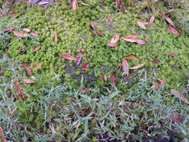 Güzel yeşil yaprakların doğası