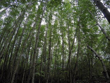 Doğada Mangrove ormanı