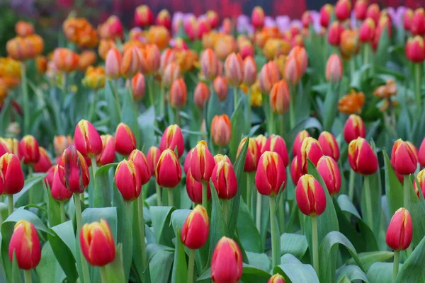 red flower tulips flowering on background orange tulips in tulips field.