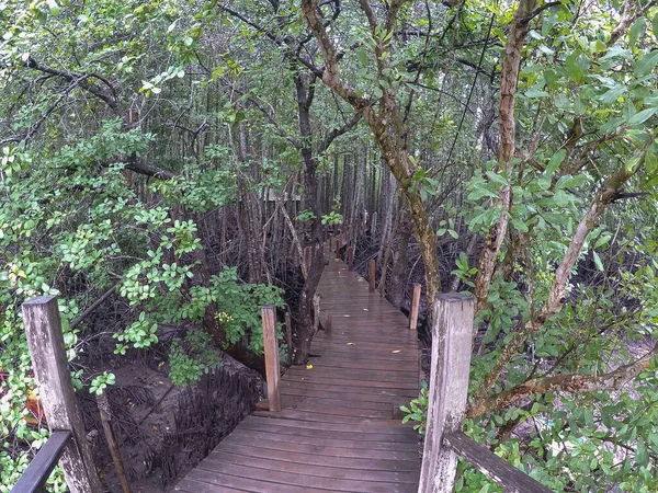 Paseo Por Hermoso Bosque Natural — Foto de Stock