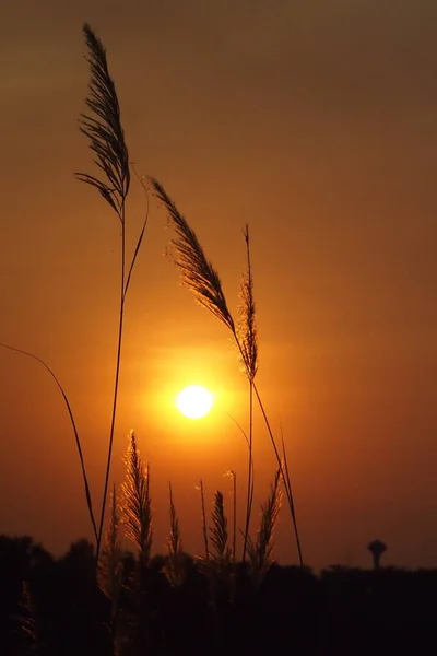 Silhueta Grama Fundo Por Sol — Fotografia de Stock