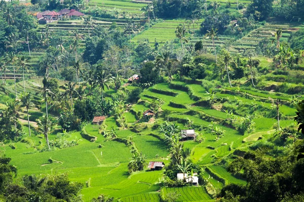 Rijstvelden Berg Natuur — Stockfoto