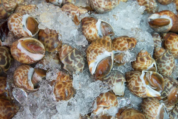 Fresh Cockles Ready Cook Ingredients Stock Photo