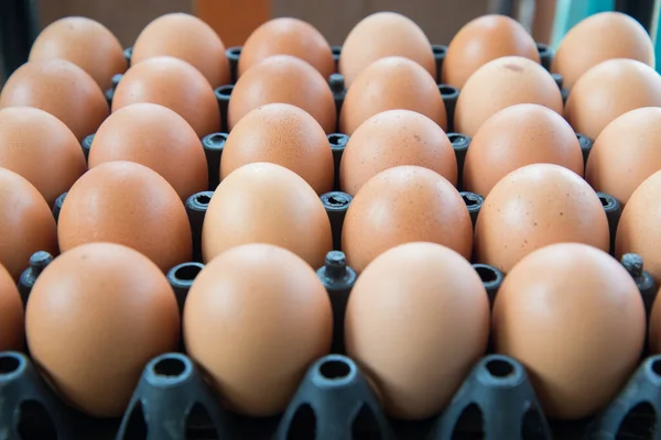 Ovos Recipiente Plástico Bandeja — Fotografia de Stock