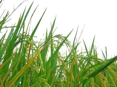 yeşil pirinç tarlaları izole edilmiş