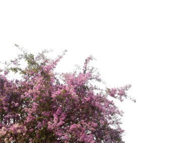 Pembe bahar çiçekleri izole edilmiş arkaplan