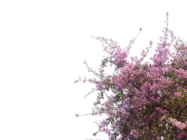 Pembe bahar çiçekleri izole edilmiş arkaplan