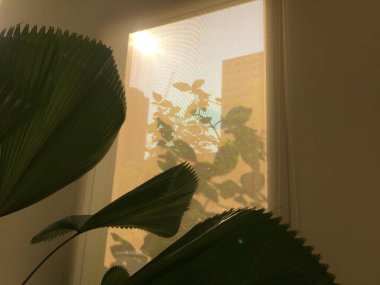 Yeşil yapraklar ve yaprakların gölgesi