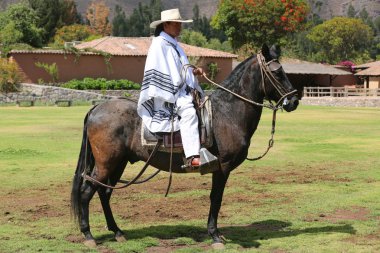 Perulu Gaucho Urubamba, kutsal vadi, Peru Paso atlı