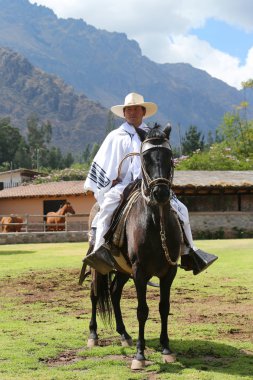 Perulu Gaucho Urubamba, kutsal vadi, Peru Paso atlı