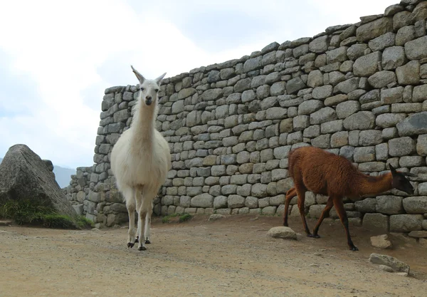 Lama na ztracené město Machu Picchu, Peru — Stock fotografie