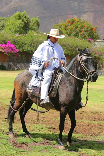 Perulu Gaucho Urubamba, kutsal vadi, Peru Paso atlı