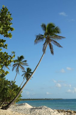 Sahilde palmiye ağaçları