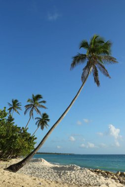 Sahilde palmiye ağaçları