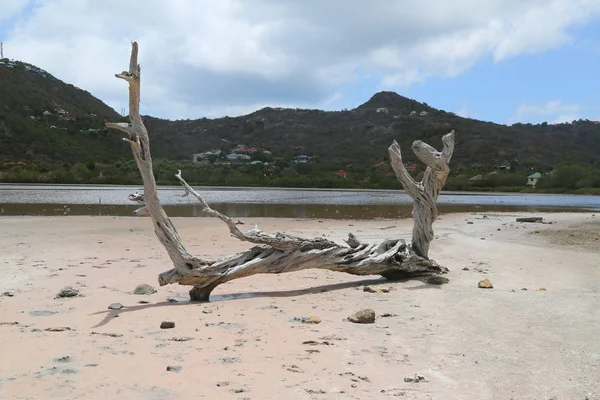 Dry tree at salt pond at Grande Saline, St. Barts, French West Indies — Stock Photo, Image