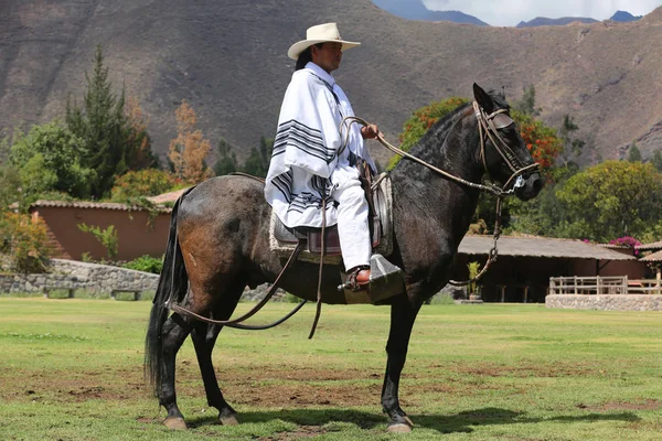 Peruwiański Gaucho na koniu Paso w Urubamba, Sacred Valley, Peru — Zdjęcie stockowe