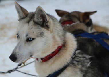 Siberian dış yapraklar Fin Lapland kampında ezme