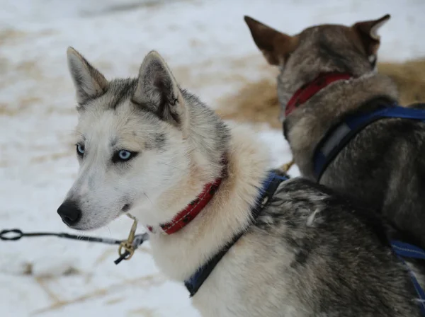 Szibériai husky, kásák táborban a finn Lappföld — Stock Fotó