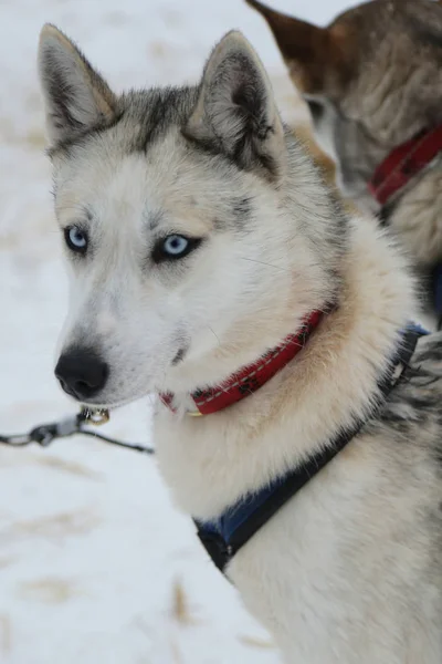 フィンランドのラップランドの犬そり旅行者キャンプでシベリアン ハスキー — ストック写真