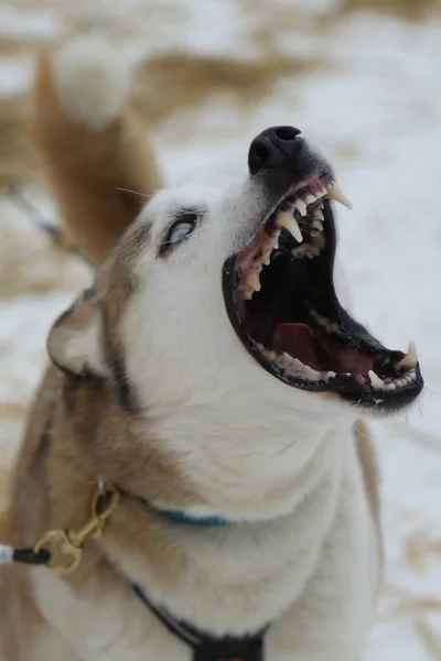 西伯利亚雪橇犬在芬兰的拉普兰 Musher 营地 — 图库照片