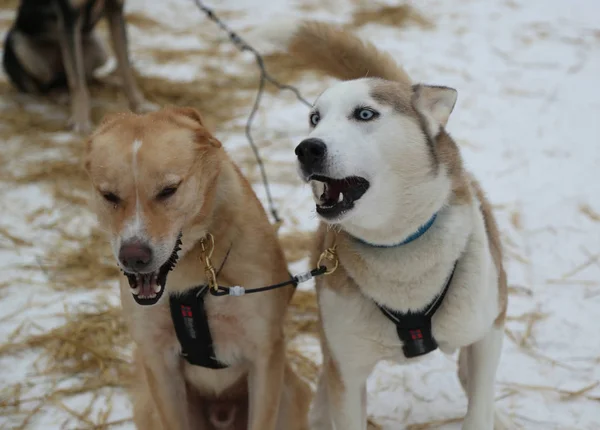 フィンランドのラップランドの犬そり旅行者キャンプでアラスカのハスキー — ストック写真