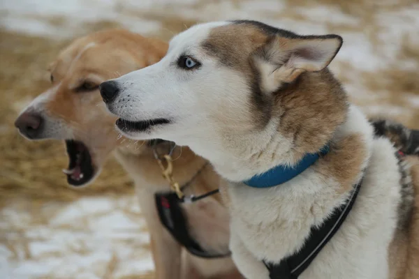 阿拉斯加哈士奇 Musher 营地在芬兰的拉普兰 — 图库照片