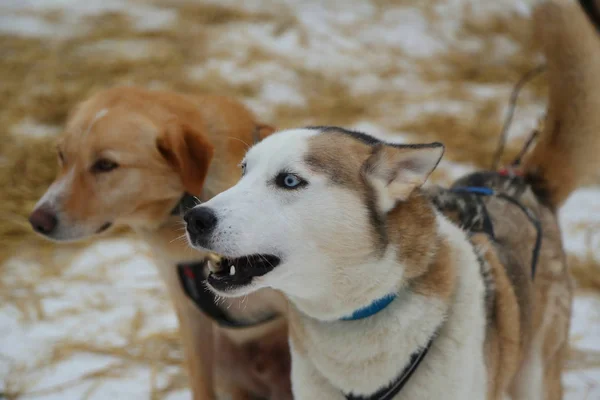 フィンランドのラップランドの犬そり旅行者キャンプでアラスカのハスキー — ストック写真