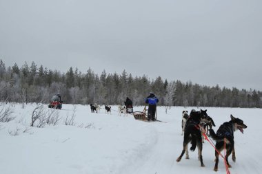 Çalışan husky köpek kızak'Fin Lapland başkenti Rovaniemi