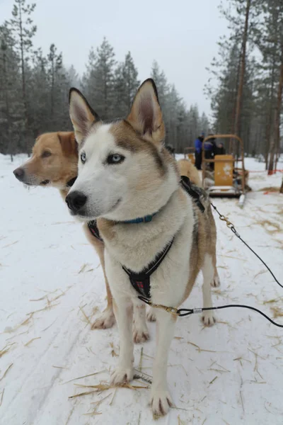 Aljašský husky na táboře Musher kapitálu finského Laponska Rovaniemi — Stock fotografie