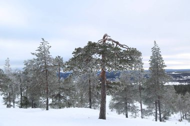 Güzel kış manzarası Fin Lapland içinde