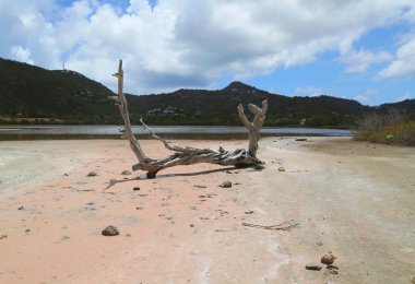 Grande Saline, St. Barts, Fransız Batı Hindistan, tuz gölet kuru ağaç 
