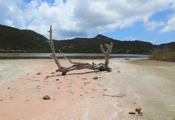 Dry tree at salt pond at Grande Saline, St. Barts, French West Indies — Stock Photo, Image