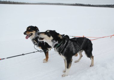 Alaskan husky Fin Lapland kampında ezme