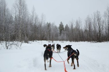 Fin Lapland çalışan husky köpek kızak