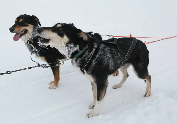 Alaskan husky Fin Lapland kampında ezme — Stok fotoğraf